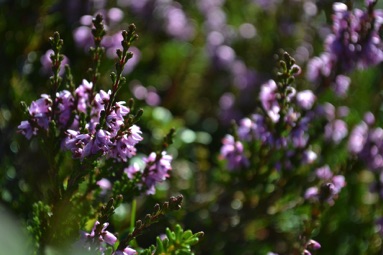 Heather, Rondane National Park